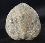 Micraster cf. schroederi STOLLEY 1891 - Bild &copy; FossNet FossilienStore